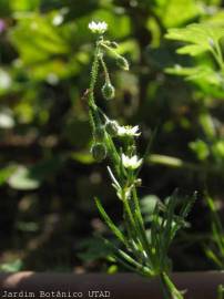 Fotografia da espécie Spergula arvensis