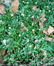 Fotografia da espécie Arctostaphylos uva-ursi