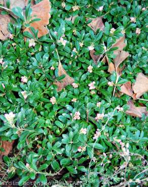 Fotografia 2 da espécie Arctostaphylos uva-ursi no Jardim Botânico UTAD