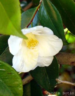 Fotografia 2 da espécie Camellia sinensis no Jardim Botânico UTAD