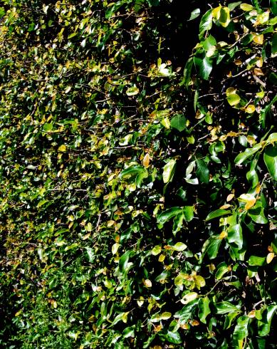 Fotografia de capa Ficus repense - do Jardim Botânico