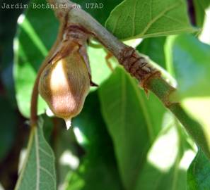 Fotografia da espécie Ficus repense