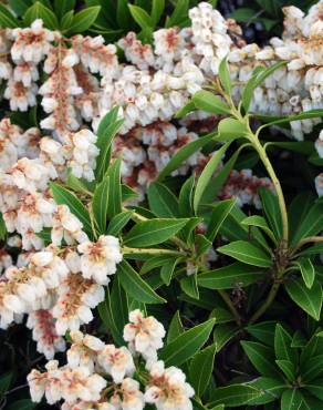 Fotografia 1 da espécie Pieris japonica no Jardim Botânico UTAD