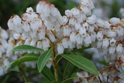 Fotografia da espécie Pieris japonica