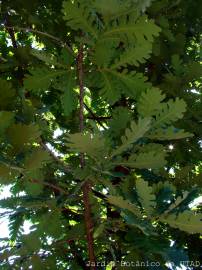 Fotografia da espécie Quercus frainetto