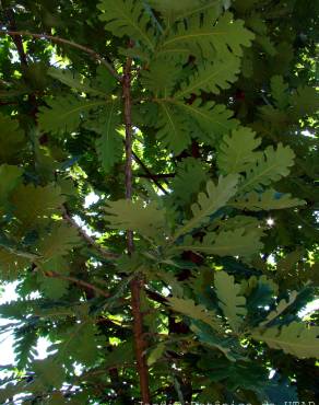 Fotografia 2 da espécie Quercus frainetto no Jardim Botânico UTAD