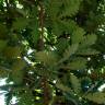 Fotografia 2 da espécie Quercus frainetto do Jardim Botânico UTAD