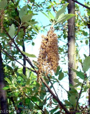 Fotografia 1 da espécie Quercus x hispanica no Jardim Botânico UTAD