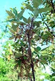 Fotografia da espécie Quercus x hispanica