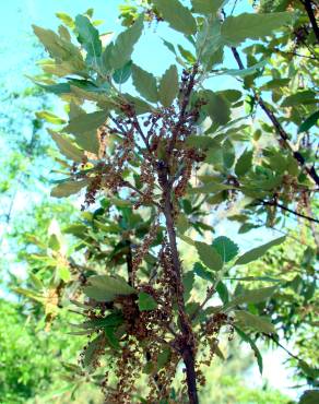 Fotografia 2 da espécie Quercus x hispanica no Jardim Botânico UTAD
