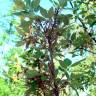 Fotografia 2 da espécie Quercus x hispanica do Jardim Botânico UTAD