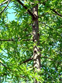 Fotografia da espécie Quercus phellos