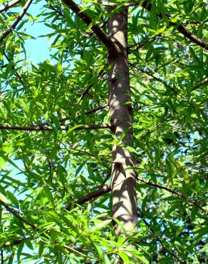 Fotografia 2 da espécie Quercus phellos no Jardim Botânico UTAD