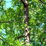 Fotografia 2 da espécie Quercus phellos do Jardim Botânico UTAD