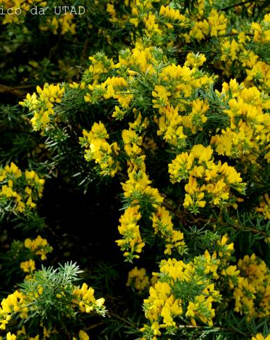 Fotografia de capa Teline linifolia - do Jardim Botânico