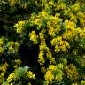 Fotografia 1 da espécie Teline linifolia do Jardim Botânico UTAD