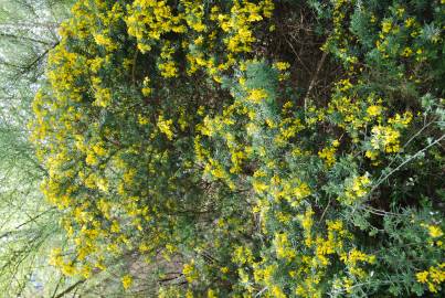 Fotografia da espécie Teline linifolia