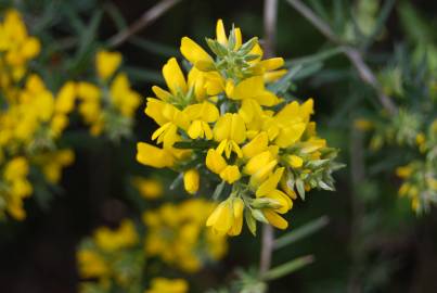 Fotografia da espécie Teline linifolia