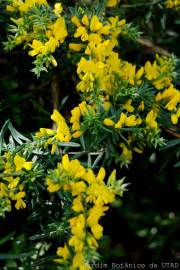 Fotografia da espécie Teline linifolia