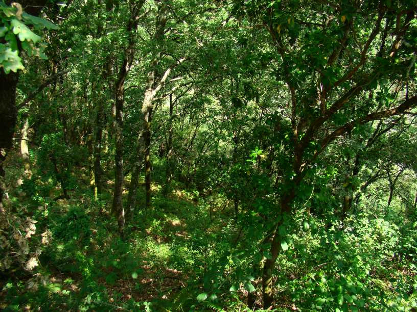 Colecção temática das Silicícolas