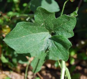 Fotografia da espécie Bryonia cretica subesp. dioica