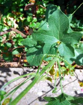 Fotografia 4 da espécie Bryonia cretica subesp. dioica no Jardim Botânico UTAD