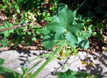 Fotografia da espécie Bryonia cretica subesp. dioica