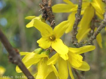 Fotografia da espécie Forsythia x intermedia