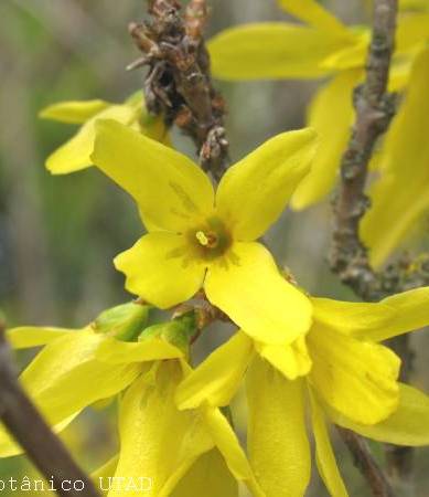 Fotografia de capa Forsythia x intermedia - do Jardim Botânico