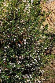 Fotografia da espécie Eriostemon myoporoides