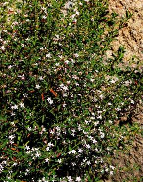 Fotografia 3 da espécie Eriostemon myoporoides no Jardim Botânico UTAD