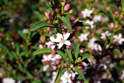 Fotografia da espécie Eriostemon myoporoides