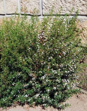 Fotografia 6 da espécie Eriostemon myoporoides no Jardim Botânico UTAD