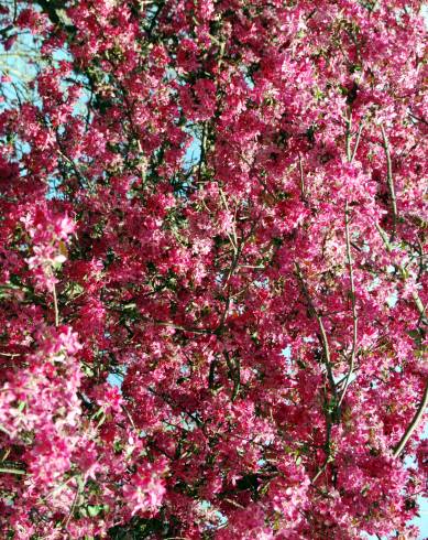 Fotografia de capa Malus x purpurea - do Jardim Botânico