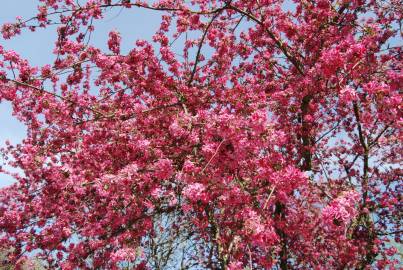 Fotografia da espécie Malus x purpurea