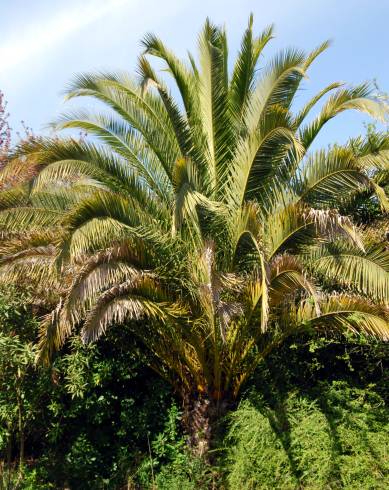 Fotografia de capa Phoenix canariensis - do Jardim Botânico