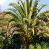 Fotografia 1 da espécie Phoenix canariensis do Jardim Botânico UTAD