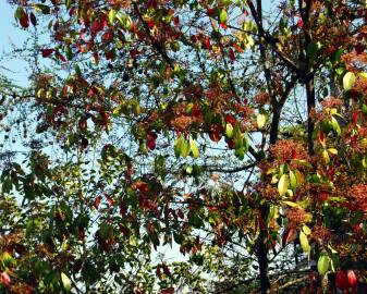 Fotografia da espécie Photinia x fraseri var. robusta