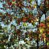 Fotografia 3 da espécie Photinia x fraseri var. robusta do Jardim Botânico UTAD