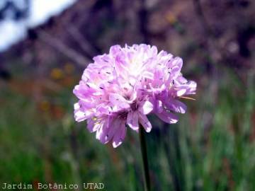 Fotografia da espécie Armeria beirana