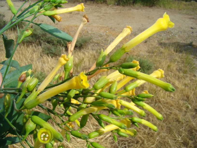 Imagem de capa - Aromáticas