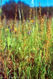 Fotografia da espécie Rumex acetosella subesp. angiocarpus