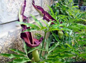 Fotografia da espécie Dracunculus vulgaris