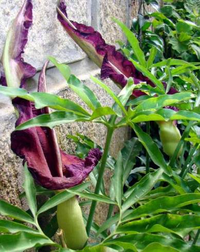 Fotografia de capa Dracunculus vulgaris - do Jardim Botânico