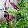 Fotografia 1 da espécie Dracunculus vulgaris do Jardim Botânico UTAD