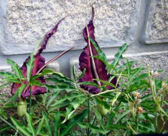 Fotografia da espécie Dracunculus vulgaris