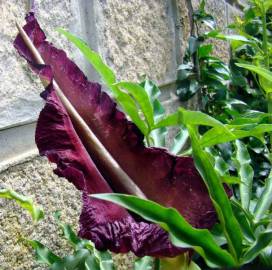 Fotografia da espécie Dracunculus vulgaris