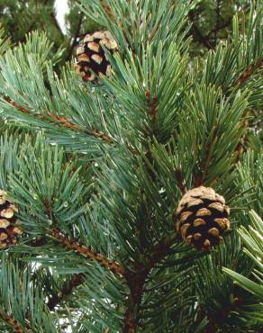 Fotografia 1 da espécie Pinus nigra no Jardim Botânico UTAD