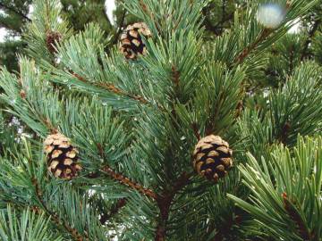 Fotografia da espécie Pinus nigra