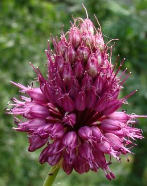 Fotografia 1 da espécie Allium sphaerocephalon no Jardim Botânico UTAD